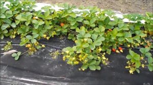 Клубника Мурано 2021 год. Начало созревания в открытом грунте.