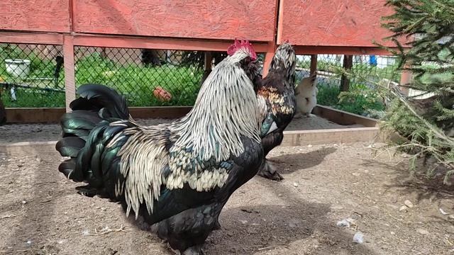 Петушки Фавероль смотреть онлайн