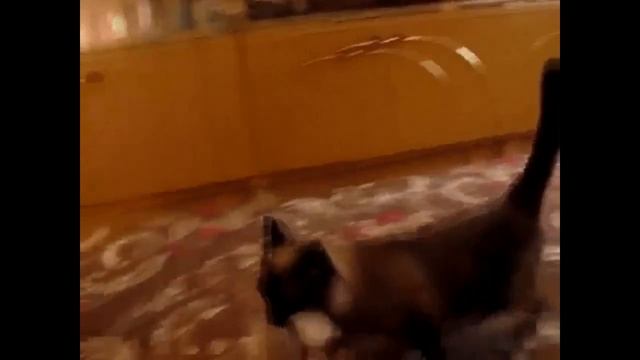 Cмешные коты. смотреть онлайн
