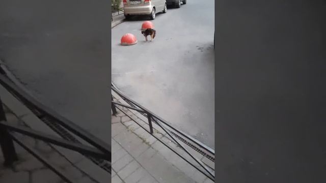 Амстафф 9 месяцев | Кошек Не Кушает | Стаффорд | Amstaff 9 Months | Staffy