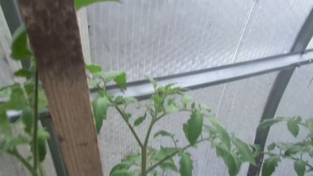 ПОЧЕМУ, ВОПРЕКИ РЕКОМЕНДАЦИЯМ, Я ФОРМИРУЮ В 2 СТВОЛА ТОМАТЫ-ИНДЕНТЫ. Ольга Чернова. смотреть онлайн