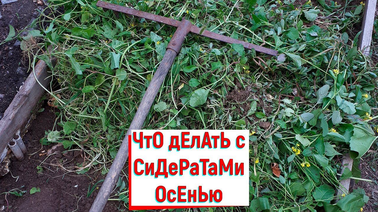 Как повысить плодородие почвы Сидераты в сентябре Горчица и Овес смотреть онлайн