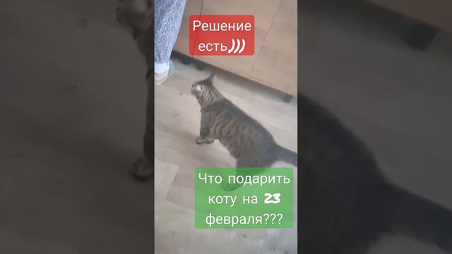 Что подарить на 23 февраля Коту Степке!?)))#коты #23февраля смотреть онлайн