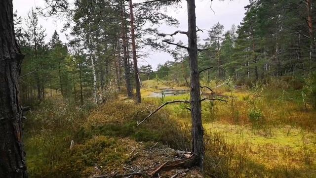 Эмиграция из ЛАТВИИ смотреть онлайн
