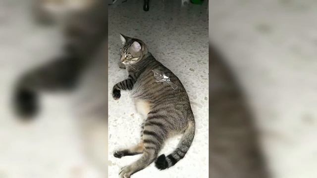 Зачем коту нужен хвост смотреть онлайн