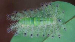 Гении Маскировки Животного Мира / Животные-Невидимки