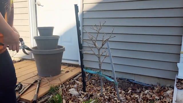 HYDRANGEA PRUNING, FERTILIZING, SPRING GARDEN TOUR PART 1 , ZONE 5 смотреть онлайн