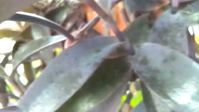 Purple Heart/Wandering Jew/Purple Secretia/Tradescantia Pallida.