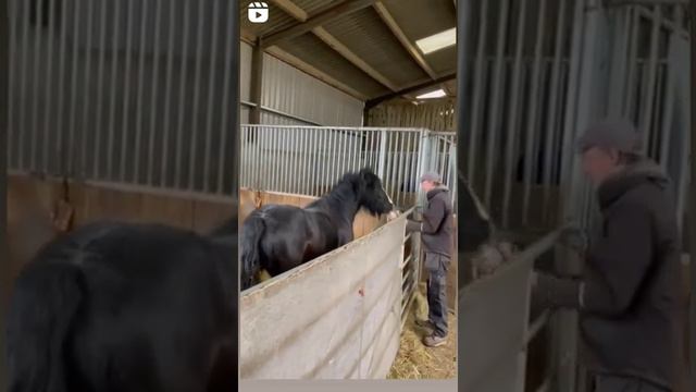 Лошадь играется в мяч смотреть онлайн