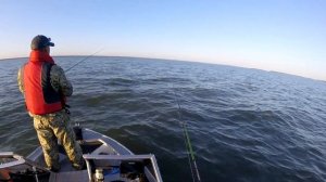 Трофейный судак и испытание Raymarine Dragonfly 7 PRO