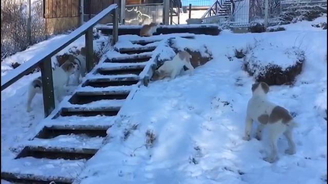 Подросшие Щенки Алабая | Воспитание Алабаев смотреть онлайн