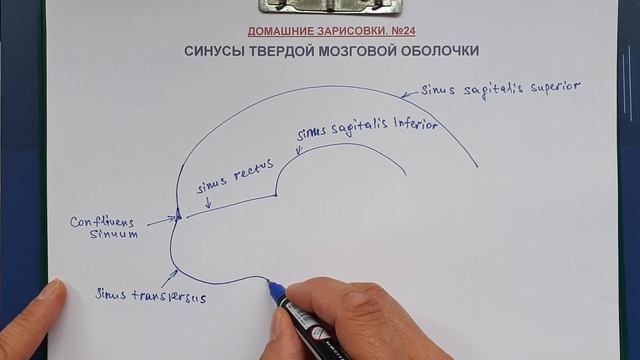 СИНУСЫ ТВЕРДОЙ МОЗГОВОЙ ОБОЛОЧКИ