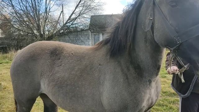 ?Купили молодую игривую кобылку Сивка но приём был не тёплым так как собака укусила автора? смотреть онлайн