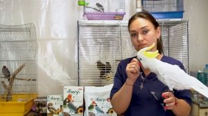 Как ухаживать за попугаем? Чем кормить попугая?