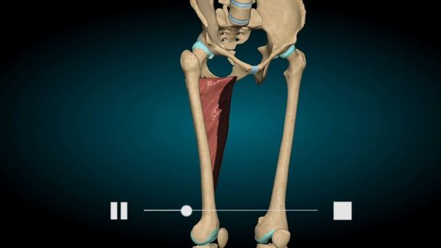 Движения. Большая приводящая. смотреть онлайн