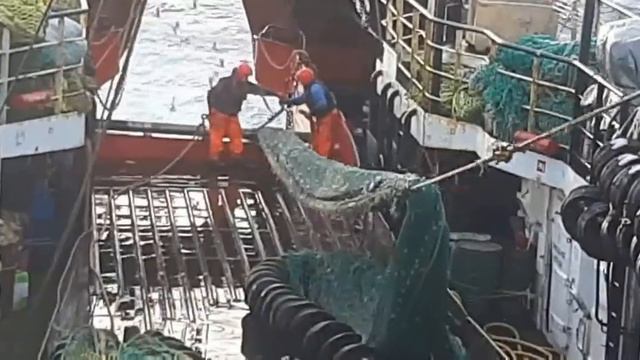 Промысел донным тралом. Подъем трала смотреть онлайн