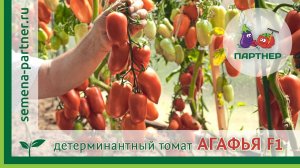ДЕТЕРМИНАНТНЫЙ ТОМАТ АГАФЬЯ F1