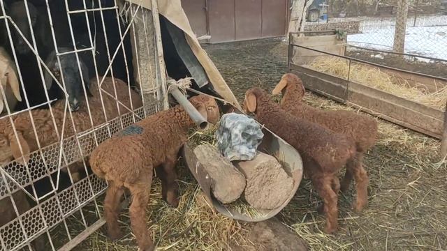 (1185) готовые на бронь ягнята сегодня всех забронировали.. смотреть онлайн