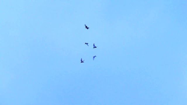 Первые полеты.И пофиг на ястреба. смотреть онлайн