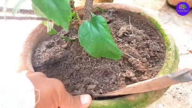 শীতকালে জবা গাছে প্রচুর ফুল পেতে এইভাবে পরিচর্যা করুন| অবিলম্বে দিন গাছে এই ঘরোয়া খাবার/Hibiscus