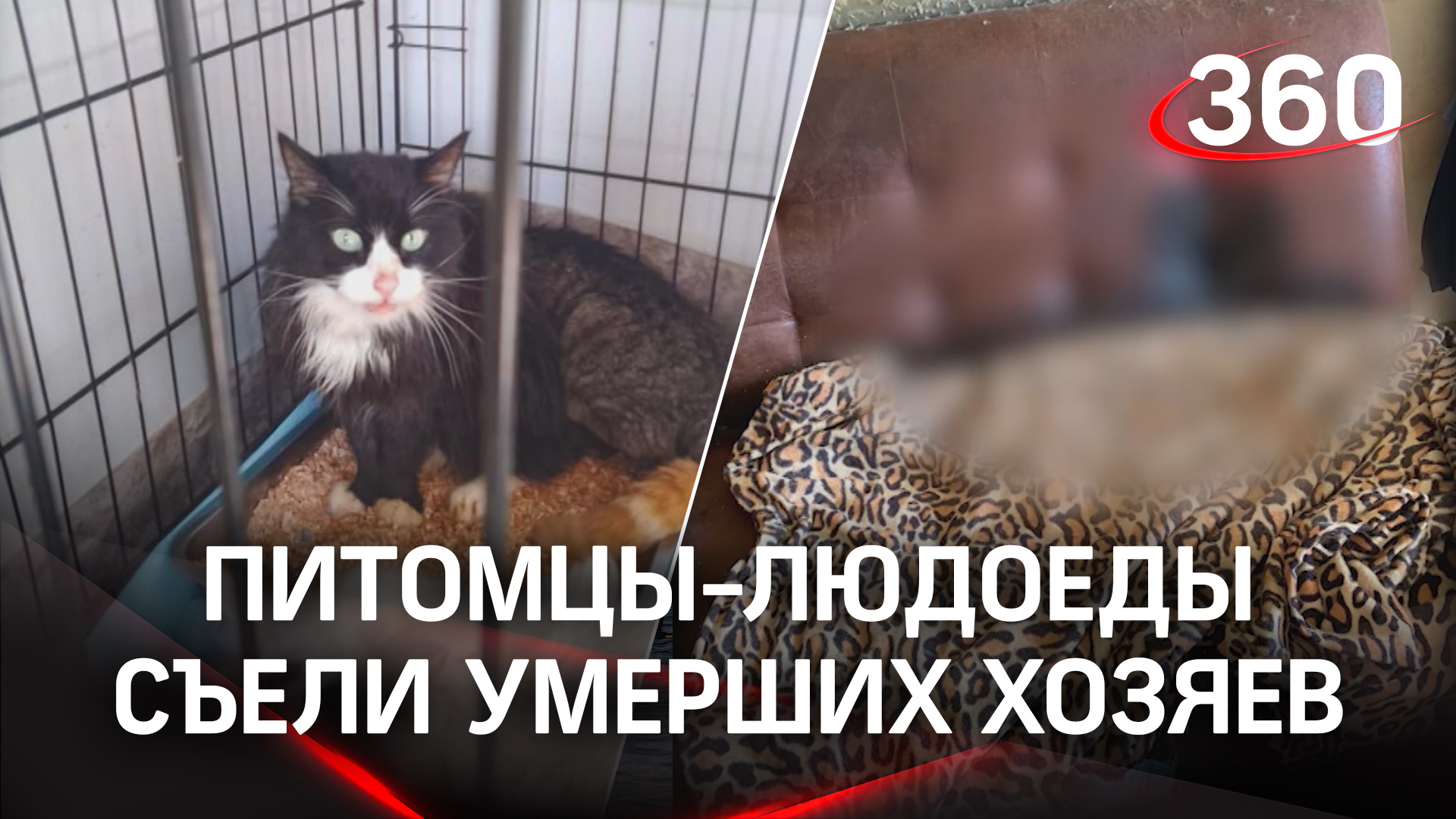 Питомцы-людоеды из Екатеринбурга. 11 кошек и собак две недели питались телами умерших хозяев смотреть онлайн