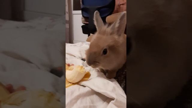 Можно ли карликовым кроликам бананы?Фаня обожает бананы.Играем с кроликом. смотреть онлайн