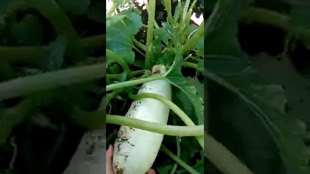 Кабачок желтоплодный, цукини и белый медведь - снимаем урожай смотреть онлайн