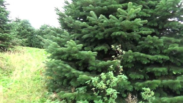 Пихта Нордмана (срубленная новогодняя пихта)  27058