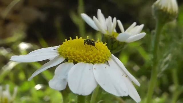 Esempio qualitÃ  video Videocamera Panasonic HDC SD90 смотреть онлайн