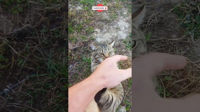 Вторая добыча Морковкина #shorts смотреть онлайн