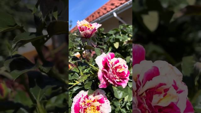 Ваніла Фрайз Vanille Fraise Robert Laperriere Франція 2008 троянда плетистаСвітРоузГарден