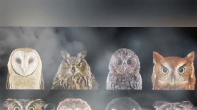 Ullu Tantra Vidya, Ullu Se Tantra Vidya, Ullu Tantra Mantra, Ullu Tantra Sadhana,