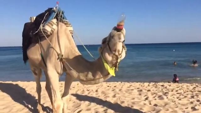 Верблюд выпиваха... смотреть онлайн