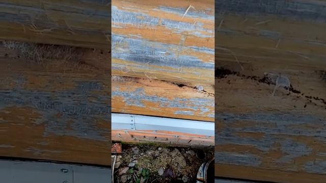 Снова конопатка бани)))) смотреть онлайн