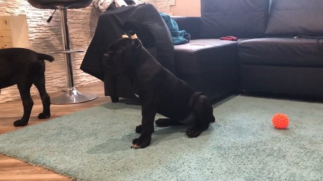 Кане корсо, 3 месяца