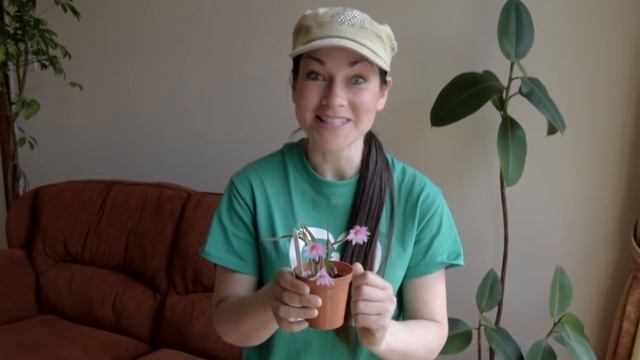 My Hatiora rosea - Easter Cactus in pink bloom - Rhipsalidopsis rosea смотреть онлайн