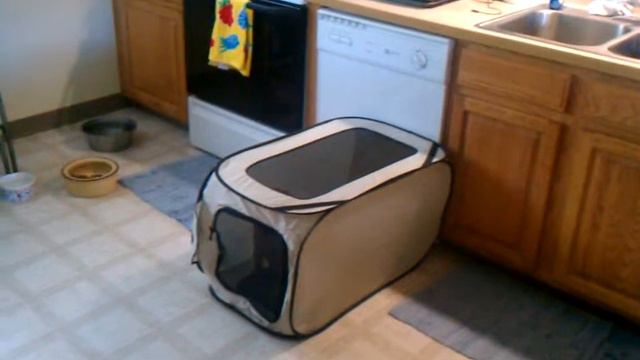 Sabot in the "travel" kennel смотреть онлайн