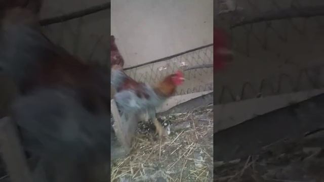 Петух породы МАРАН! смотреть онлайн