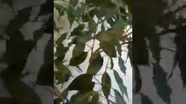 Фикус Бенджамина смотреть онлайн
