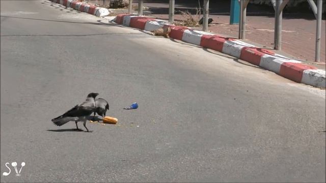 Crows & fastfood / Вороне как-то Бог послал.. смотреть онлайн