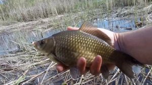 Ловля карася на Боковой Кивок и Поплавок.