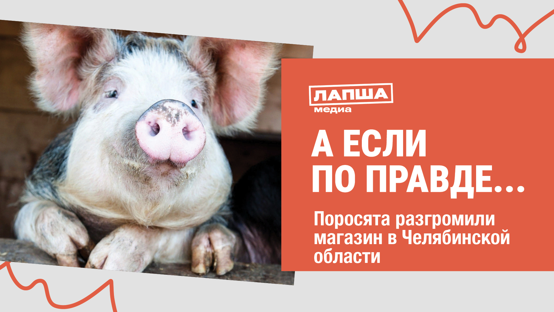 ТРИ ПОРОСЕНКА РАЗГРОМИЛИ МАГАЗИН В ЧЕЛЯБИНСКОЙ ОБЛАСТИ I РАЗБОР ВИДЕО смотреть онлайн