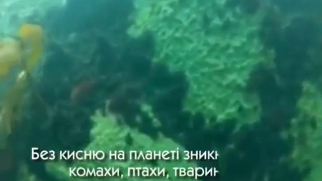 Ці дивовижні рослини смотреть онлайн