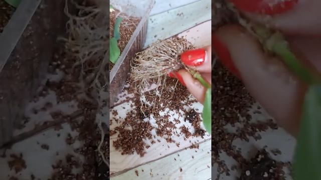 Супер результат черенкования эустом смотреть онлайн