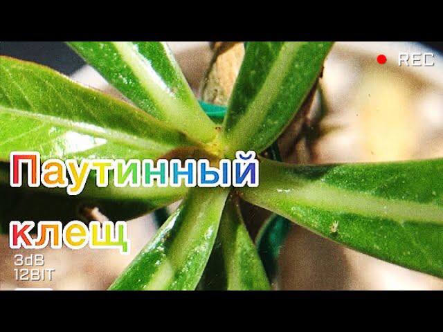 Паутинный клещ. Клещ на адениумах смотреть онлайн