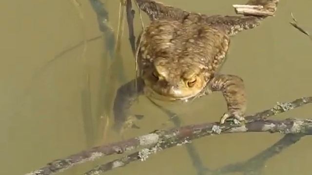 Лягушка ищет лягушку смотреть онлайн