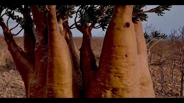 How Do the Hadzabe and Dogs helping each other on locating food for family смотреть онлайн