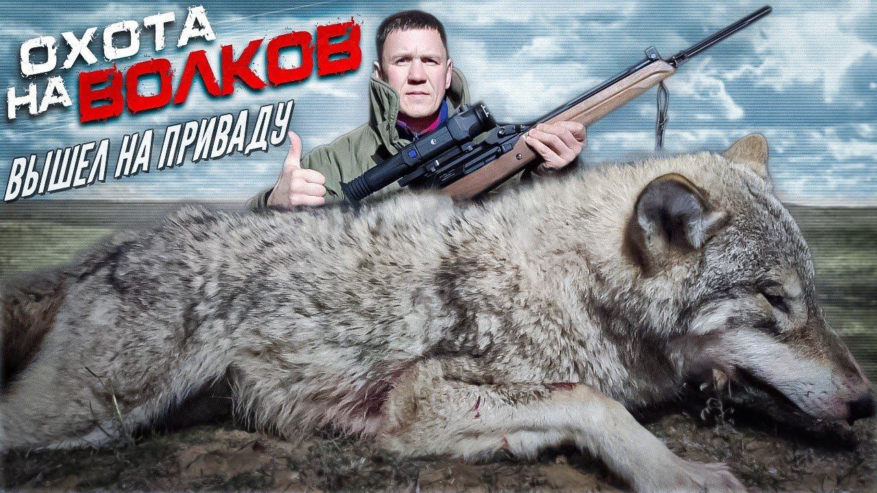 охота на волков.ВОЛК ВЫШЕЛ НА ПРИВАДУ смотреть онлайн