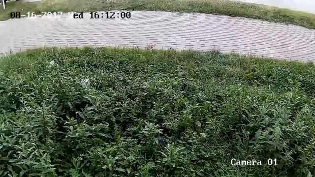 Пример работы IP видеокамеры HikVision DS-2CD2020F-IW смотреть онлайн