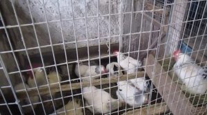 АДЛЕРСКАЯ СЕРЕБРИСТАЯ ПОРОДА КУР. ЛУЧШИЕ КУРЫ ДЛЯ ХОЗЯЙСТВА